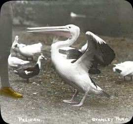 Pelican Stanley Park