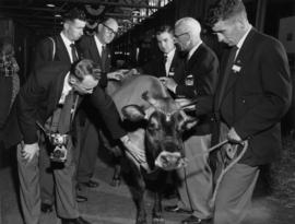 Group feeling the hide of a cow in Livestock building