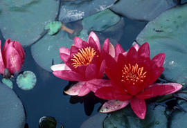 Nymphaea : Water Lilies [at] VanDusen [Botanical Garden]