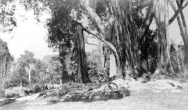 Rubber tree, Kandy