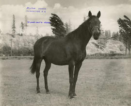 Horse at Minnekhada farm
