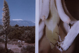 Wildlife : moth with agave