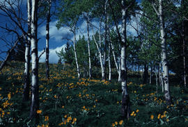 Balsamorhiza sagittata