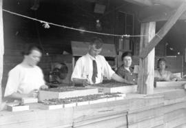 [Interior view showing women and men packing berries]