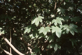 Brassaiopsis hainla (araliaceae)