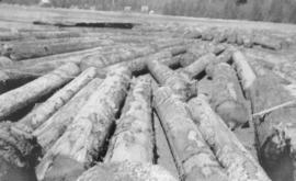 Spruce logs on beach at low tide