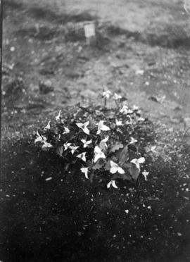 A nice clump of Trillium Ovatum but not in a natural habitat