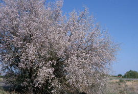 Olneya tesota : desert ironwood, Phoenix