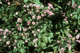 Astrantia major