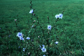 Cichorium intybus : chicory, Virginia