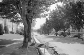 [View down tree-lined Marpole street]