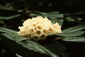R[hododendron] sinogrande, Caerhays