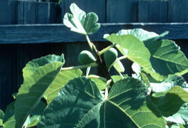 Ficus carica : kadota
