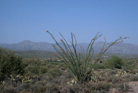 Fouquieria splendens [at] Boyce Thompson [Arboretum]