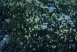 Leutkea pectinata [at] Mount Baker, Washington