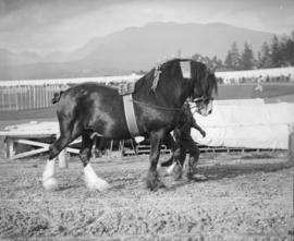 Draft horses in hand at the Vancouver Exhibition