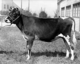 Brown and white cattle by old Livestock building