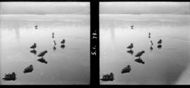 Ducks on ice, Beaver Lake