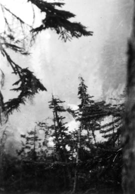 In Mount Rainier Park : The Narada River below the falls