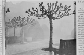 [View of boulevard trees - image of printed photograph]