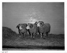 Three rams with large horns