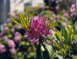 Pink flower