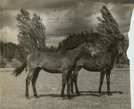 Two horses at Minnekhada farm