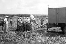 Men loading sugarcane on to truck