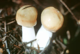 Russula decolorans, U.B.C.