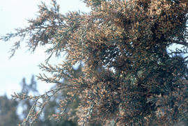 Juniperus silicicola, male cones, S[outh] Carolina
