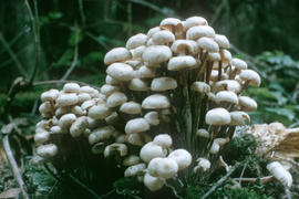 Collybia acervata, U.B.C.