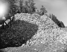 [A man with a barrow on top of a pile of oysters at] Oyster Bay