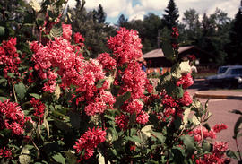 Syringa : Miss Canada [Lilac]