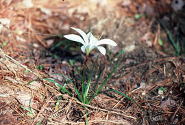 Zephyranthes atamasco : zephyr lily