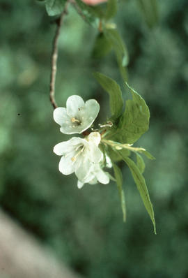 Rhododendron albiflorum