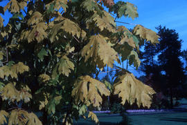 Acer macrophyllum