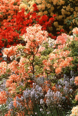 Rhododendron cv. 'evening glow'