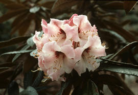 Rhododendron crinigerum (barbata), Yunnan, south east Tibet