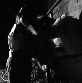 Young girl brushing Hereford cattle