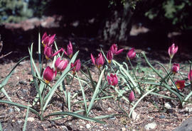 Tulipa pulchella rosea