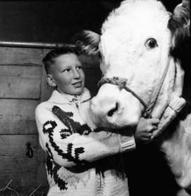 Boy with Hereford cattle