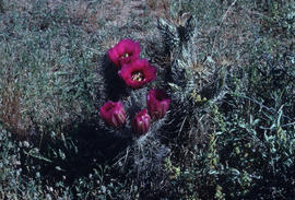 Echinocereus fasciculatus, Arizona