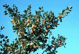 Ilex aquifolium : fructu luteo