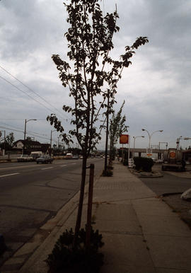 Street trees [8 of 24]