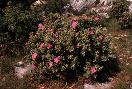 Cistus albidus, Alps Maritime