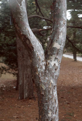 Pinus bungeana