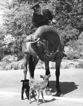 [Constable A. Lindsay and his charger "Bob" watch a fawn and goat on Pipe Line Road]