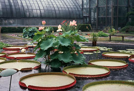 Gardens - United States : Longwood Gardens