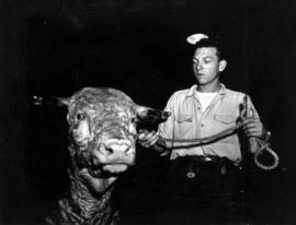 Man with Hereford bull in Livestock building