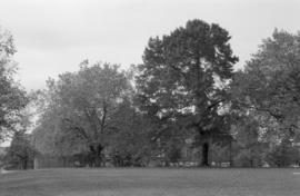 Un-named trees, Sunnyside Park (N.I.I.)